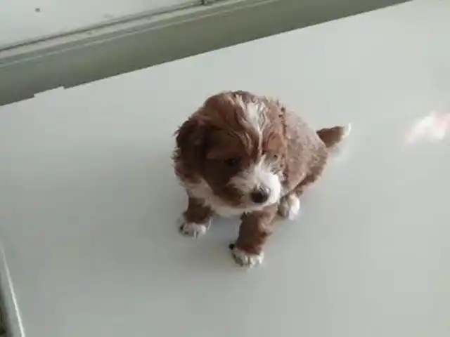 给爸妈买了只小土狗邻居说是孝狗让我赶紧丢掉