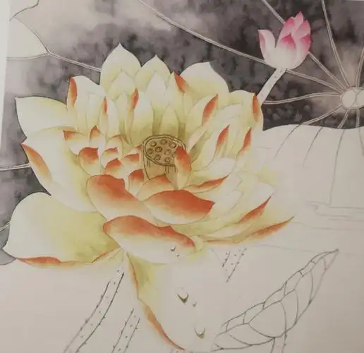浅谈工笔荷花地铺金莲画法技巧