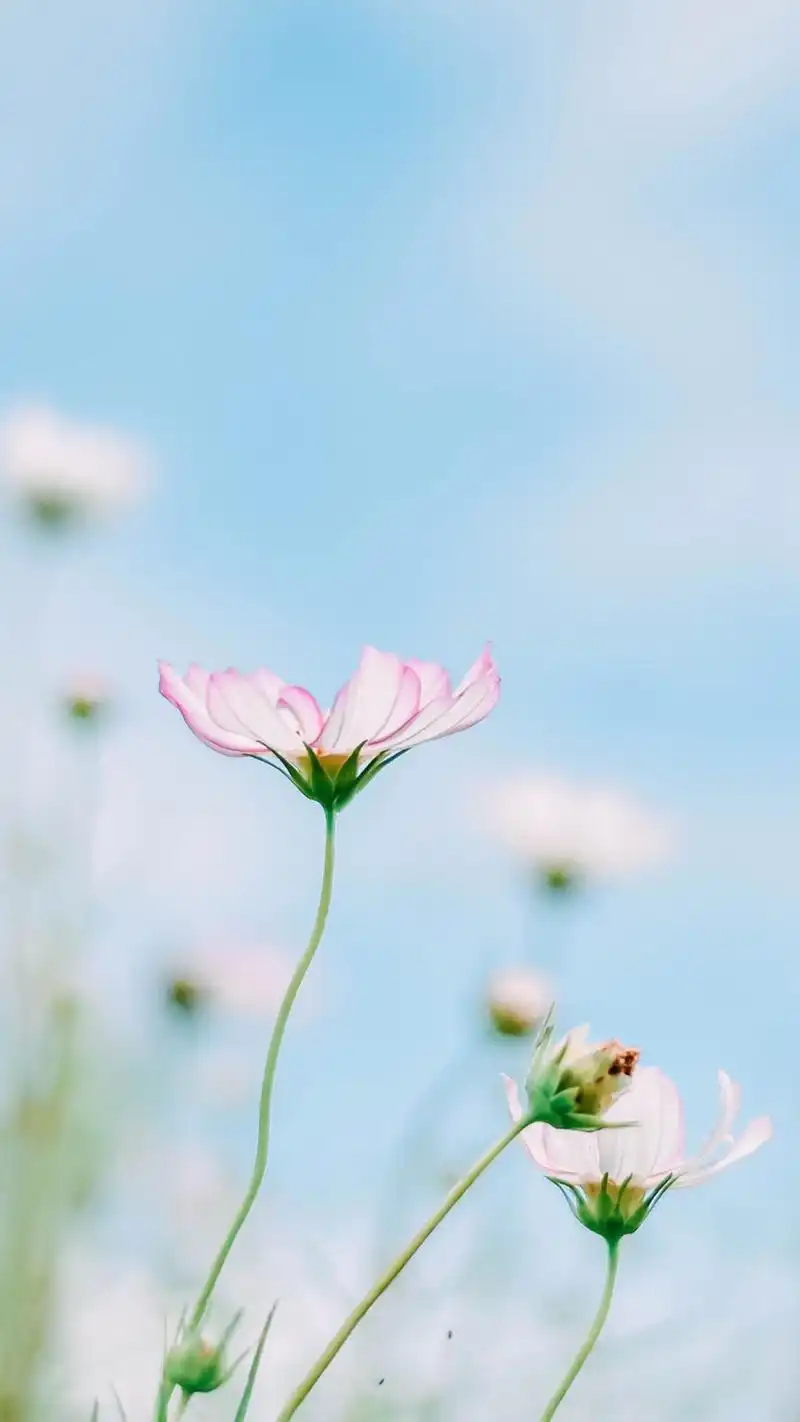 分享一组小清新治愈系静物图片高清手机壁纸给大家~更多高清手机壁纸
