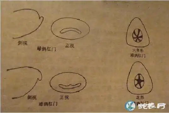 鸽子怎么分公母