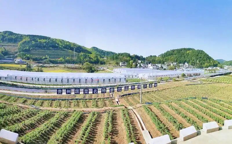 作为当下的热门水果之一,老柳对车厘子的种植前景充满信心.