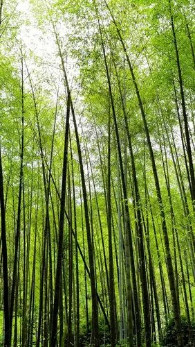 竹林,绿色,自然 640x1136 iphone 5/5s/5c/se 壁纸,图片,背景,照片