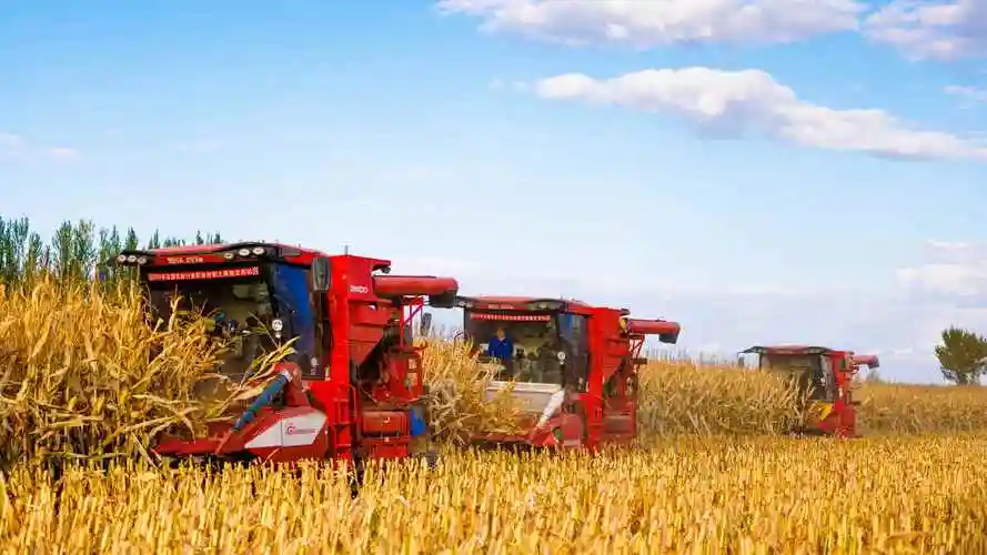 托克托县近百万亩玉米迎丰收科学种植提效增产