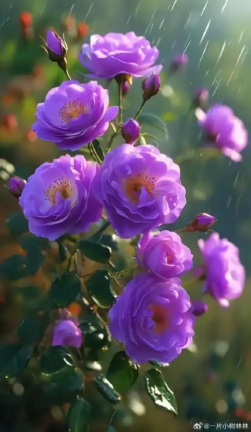 雨中月季花,唯美浪漫,花开美景,如诗如画,漂亮极了!美到心醉