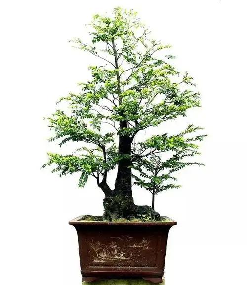 4个方面的工作不能少,做好了,就能安全越冬|冬季|黑骨茶盆景|黑骨茶