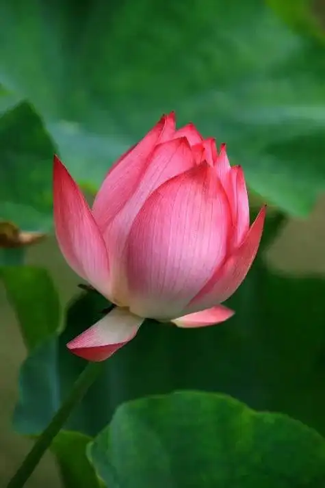 最美荷花图片大全高清(荷花大全)