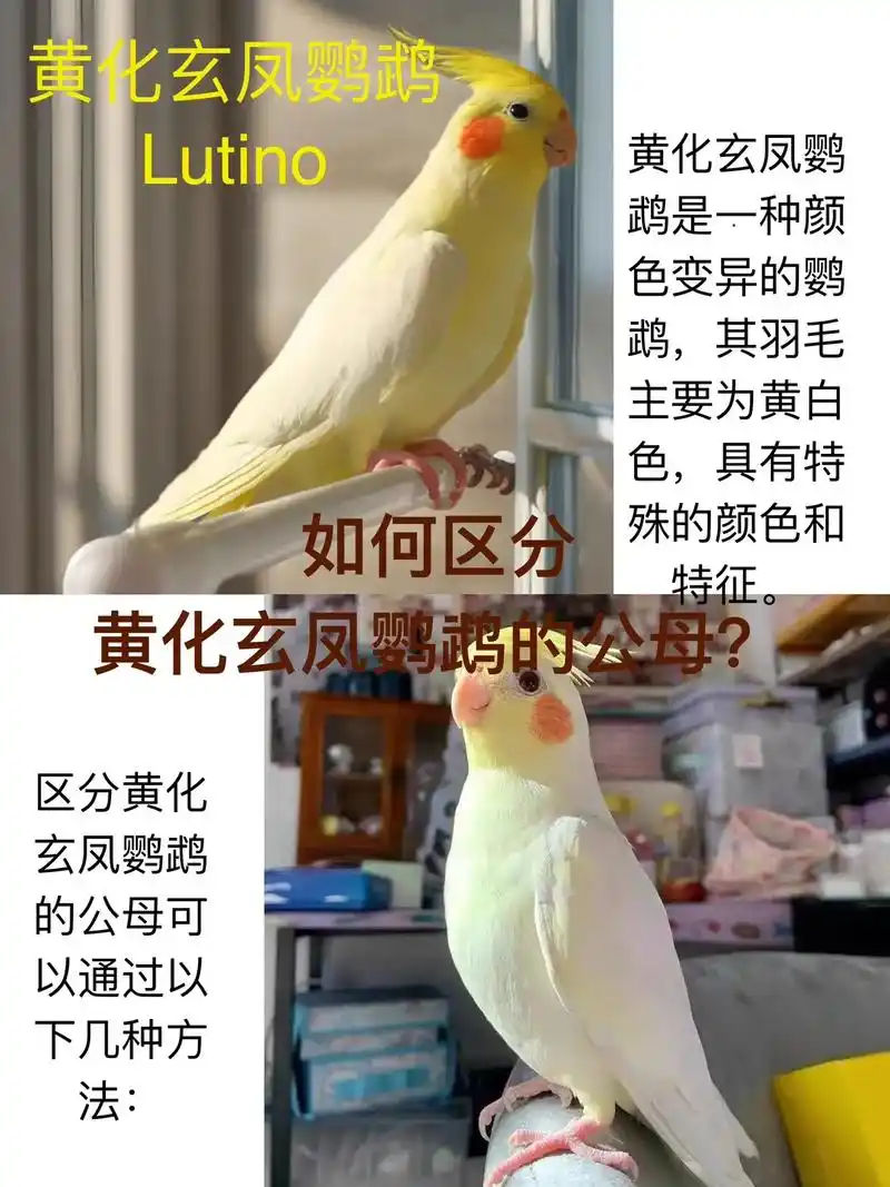 黄化玄凤鹦鹉如何区分公母呢?