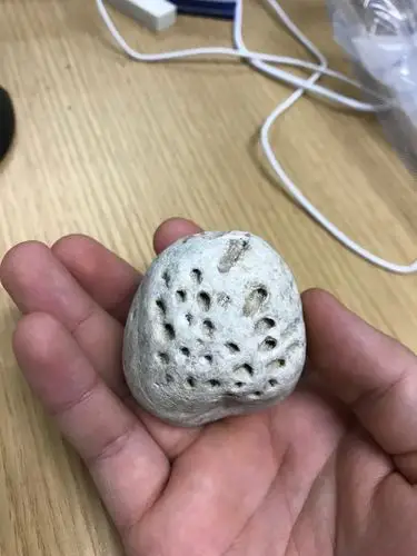 一块白色的石头,上面都是有规则的小洞,求大神鉴定.