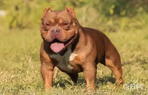 本地哪里有恶霸犬卖的 四驱外挂一刀切 霸气侧漏