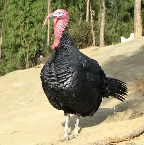 常年出售优质贝蒂娜火鸡苗.可空运全国各地