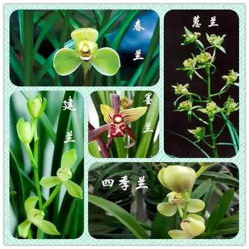 世界珍稀兰花欣赏