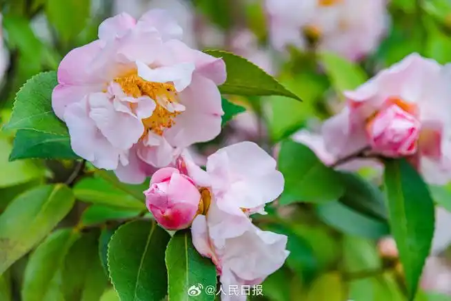 #江西赣州山茶花盛开#