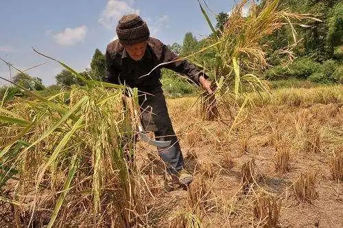 烈日下,拼命工作的农民,太阳那么大,他们是为了什么?