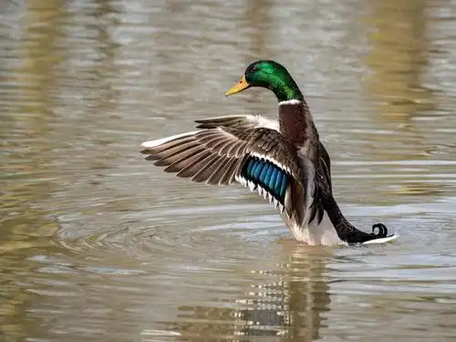 野生动物, 家禽, 水禽, 湖泊, 水, 鸟, 鸭子, 野生, 飞行