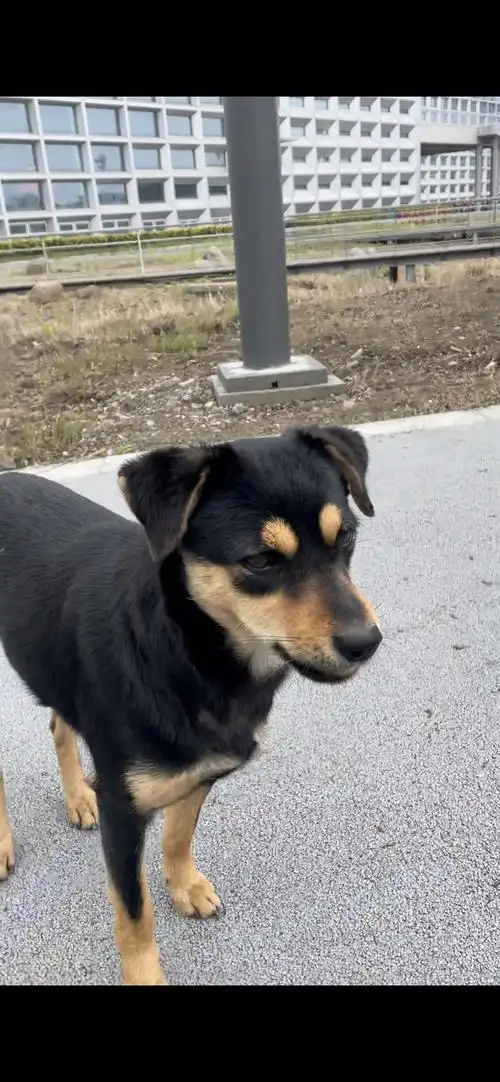 版权所有  版权所有 是最小的一只,毛色也更偏白一点 豆豆妈妈,小型犬