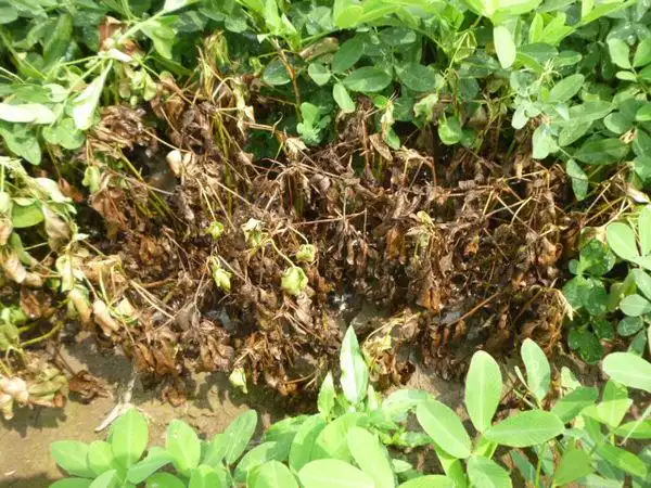 花生病害如何以最好的办法治疗?