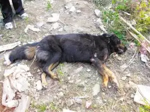 连伤六人 民警大战疯狂藏獒