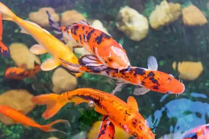 湖里的鱼图片-湖里的鱼素材-湖里的鱼插画-摄图新视界