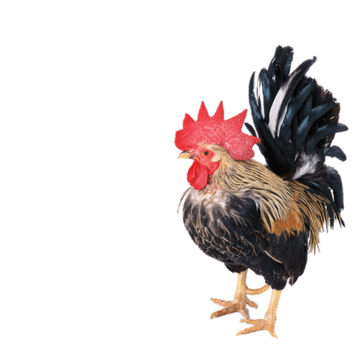 大小0.39m ps抠图制作动画.