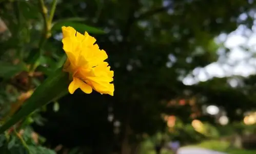 拍些小风景用点大光圈,景深效果明显,增添了画面的层次