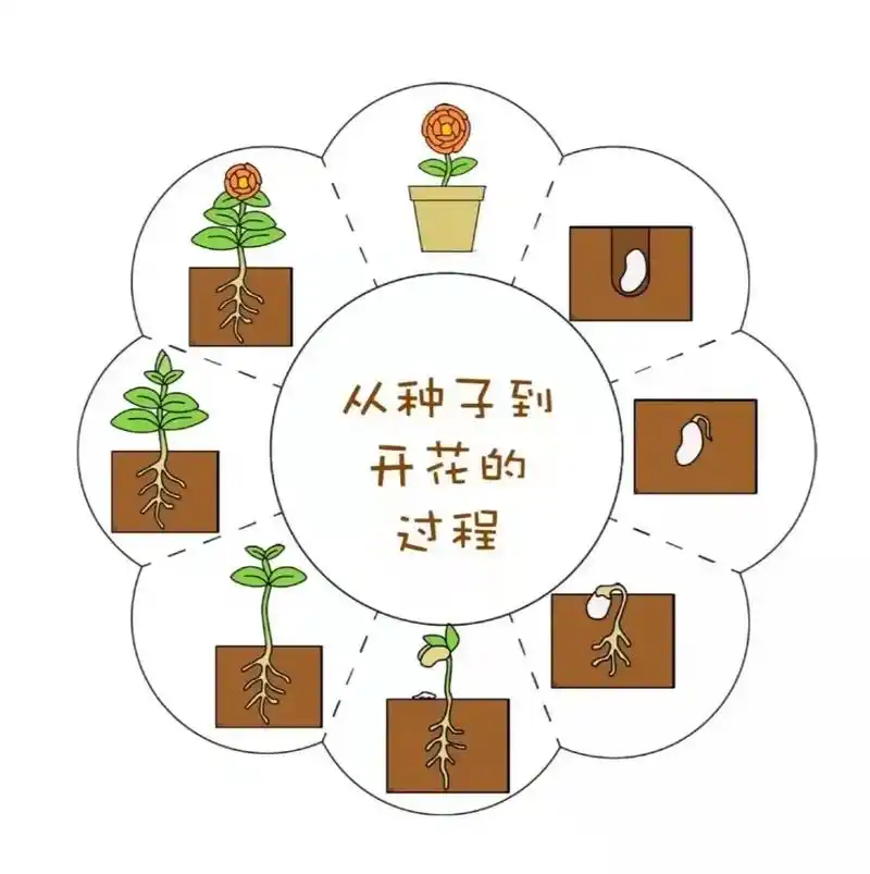 幼儿园植物角——94 96《从种子到开花的过程》 素材可打印 - 抖