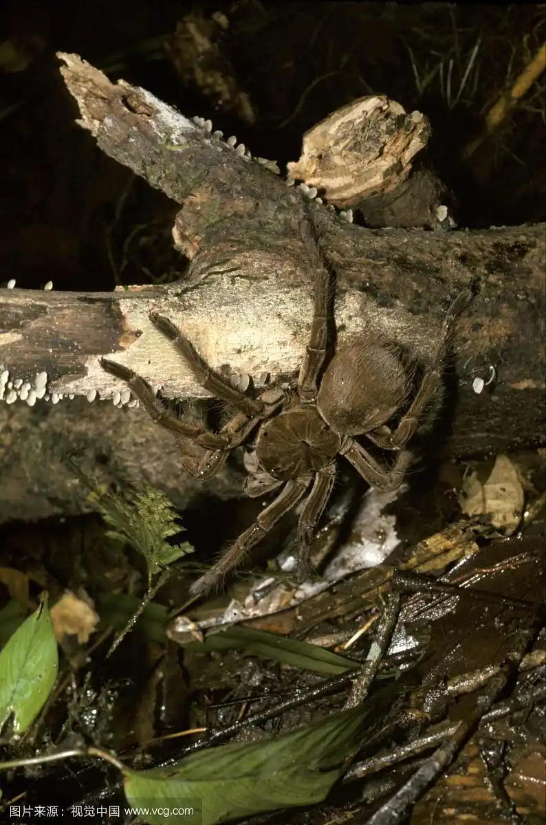歌利亚食鸟蜘蛛,南美洲亚马逊