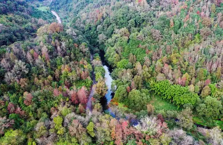 据介绍,车八岭国家级自然保护区始建于1981年,1988年经国务院批准成为