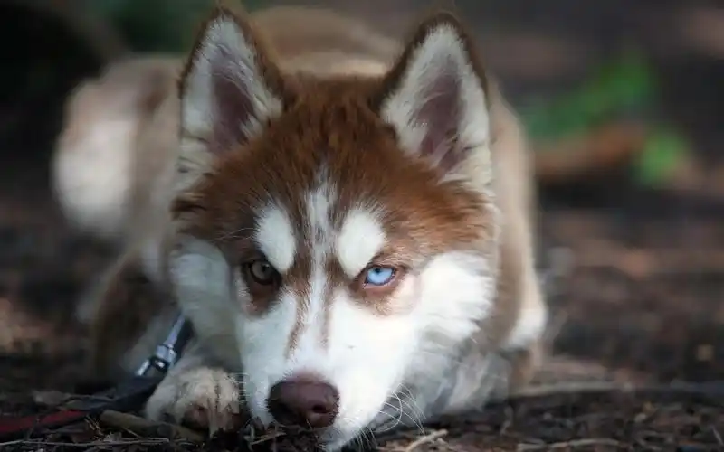 蠢萌的哈士奇桌面壁纸高清大图预览1920x1200_动物壁纸下载_美桌网