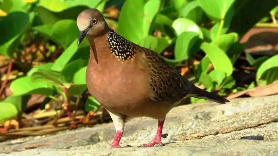 斑鸠是几级保护动物(野生斑鸠是害鸟还是益鸟)