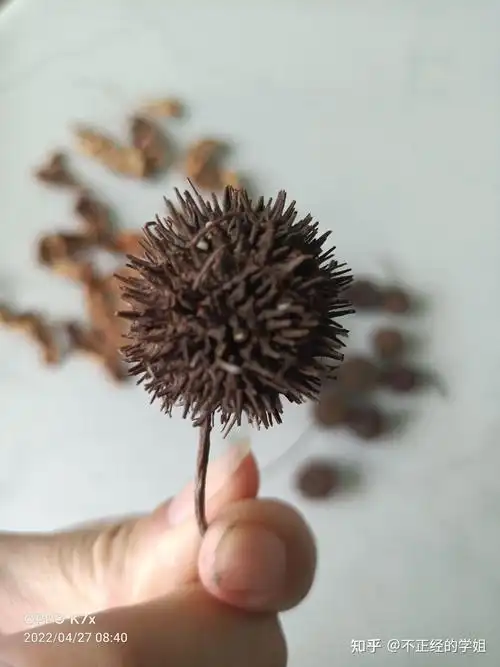 神奇的果实枫树果的魅力之处