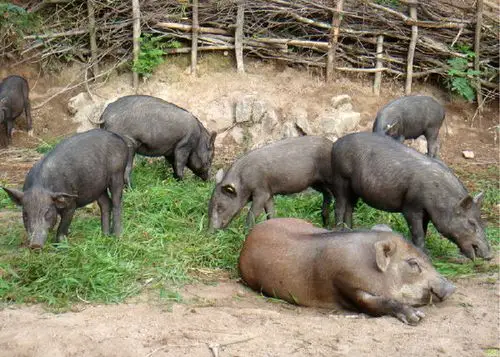 土猪土猪 土猪_新鲜土猪肉_东莞合意农家土猪销售有限公司