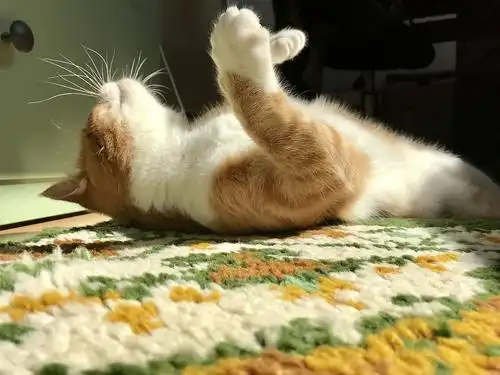 为什么猫咪喜欢晒太阳?