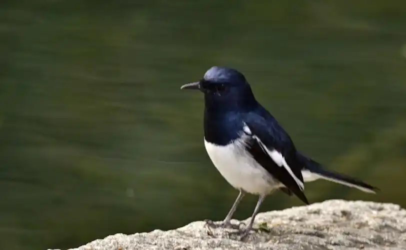 杭州西湖和西溪湿地国家公园的小鸟:北红尾鸲,山雀,椋鸟,伯劳,白头翁