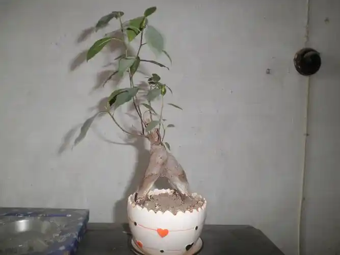 回答 确实是人参榕,去百度图片看看,这种植物是观根植物,可以生出