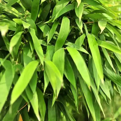 优质毛竹,楠竹袋苗