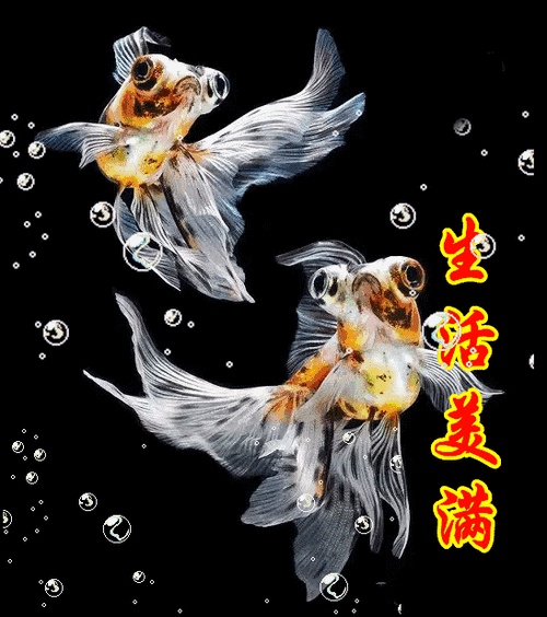 形容鱼的成语你好送你吉祥鱼祝你金鱼满堂年年有余