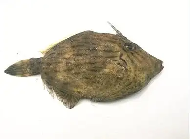 漳州海域产有"羊鱼" 味道好"鲜"好吃又吉祥