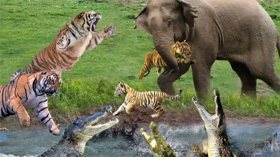 老虎袭击小象-老虎vs大象史诗般的战斗-动物为生存而战!