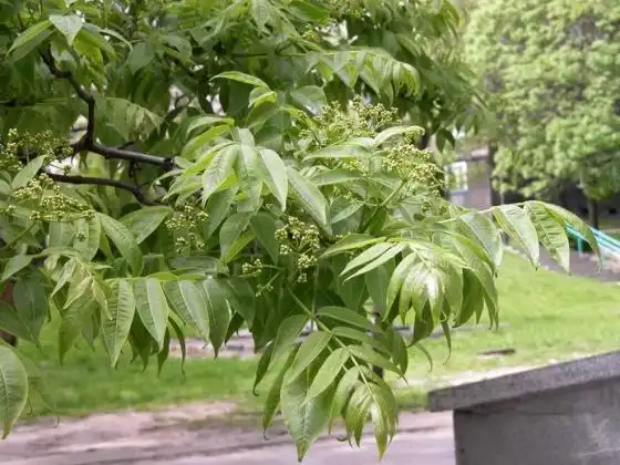 乔木 形态特征: 树皮木栓层发达,枝叶茂密,树形美观 适应地区: 东北至