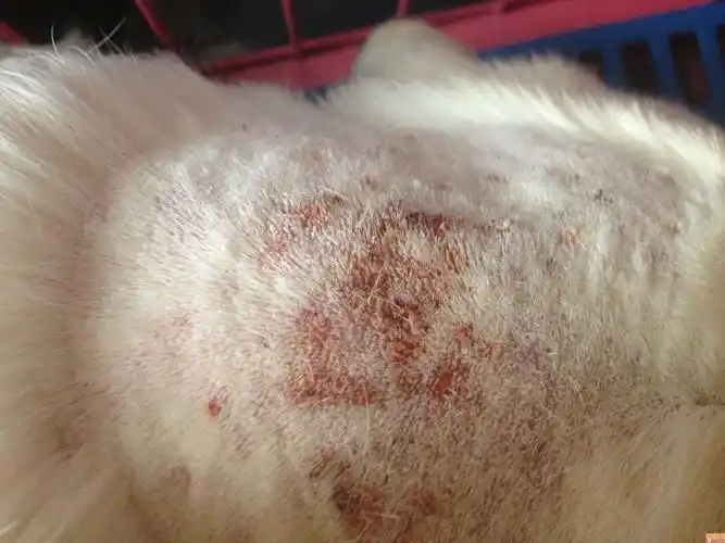 【知识】狗狗常见六种皮肤病的防治