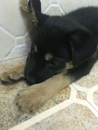 土狗土狗土狗求个好心人领养