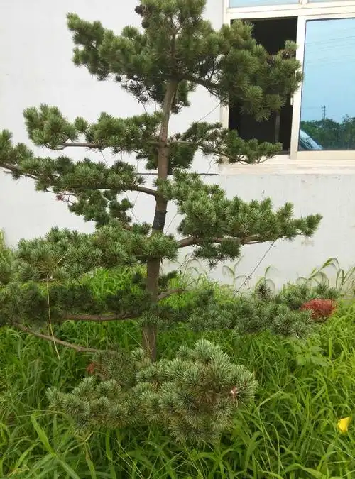 这是什么品种的松树?