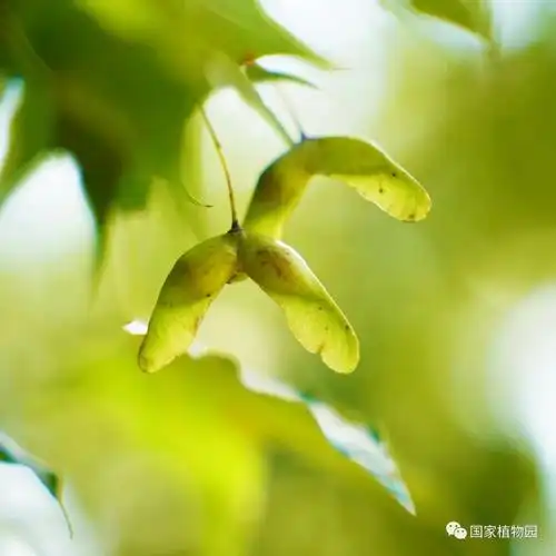 元宝槭双翅果