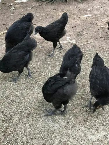 特色黑乌鸡,营养价值高,口感纯正