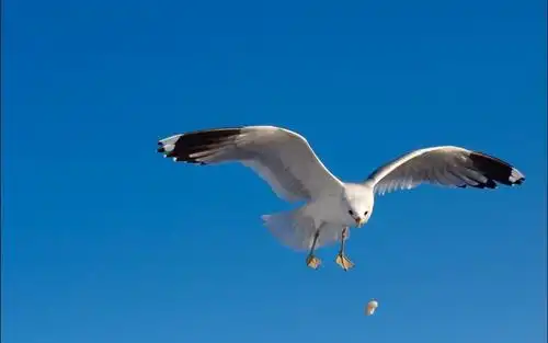 自由飞行,白色羽毛,鹰,图片 - 真棒壁纸