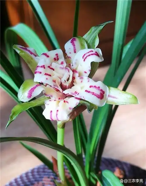 消失了几十年的"极品"兰花,在贵州花匠家发现,开花后惊喜满满