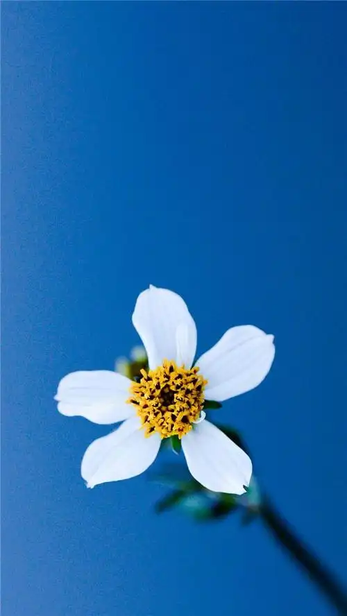 简约创意高清iphone x手机壁纸图片