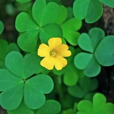 幸运草头像图片大全寓意好运幸运