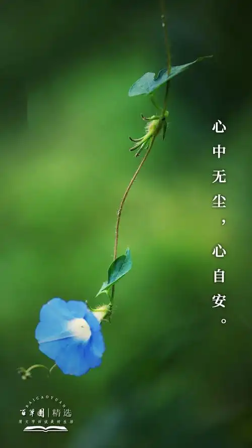 生活禅 | 心中无尘,心自安