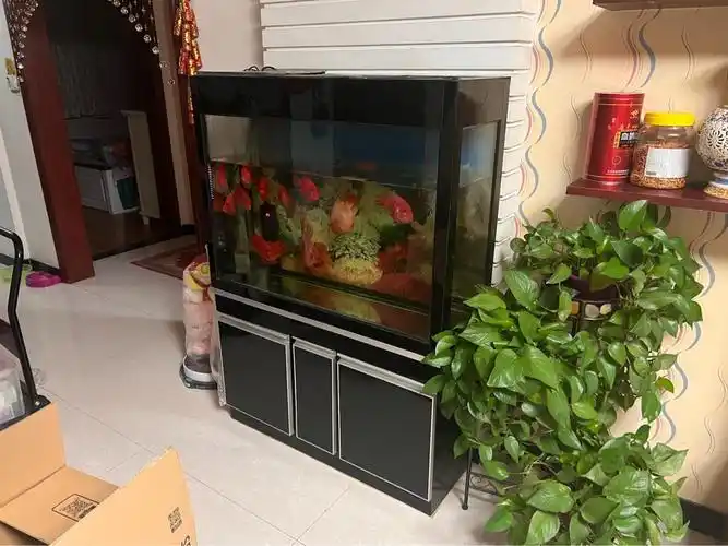 出一米鱼缸和十一条鹦鹉